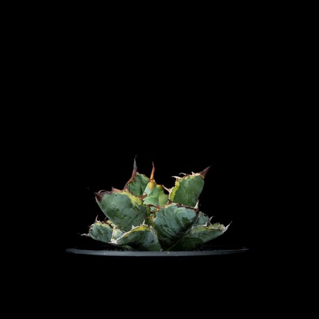 CATEGORY チタノタ ブルーダイヤモンド | Ducks ( plants. ) CATEGORY チタノタ ブルーダイヤモンド | Ducks ( plants. )