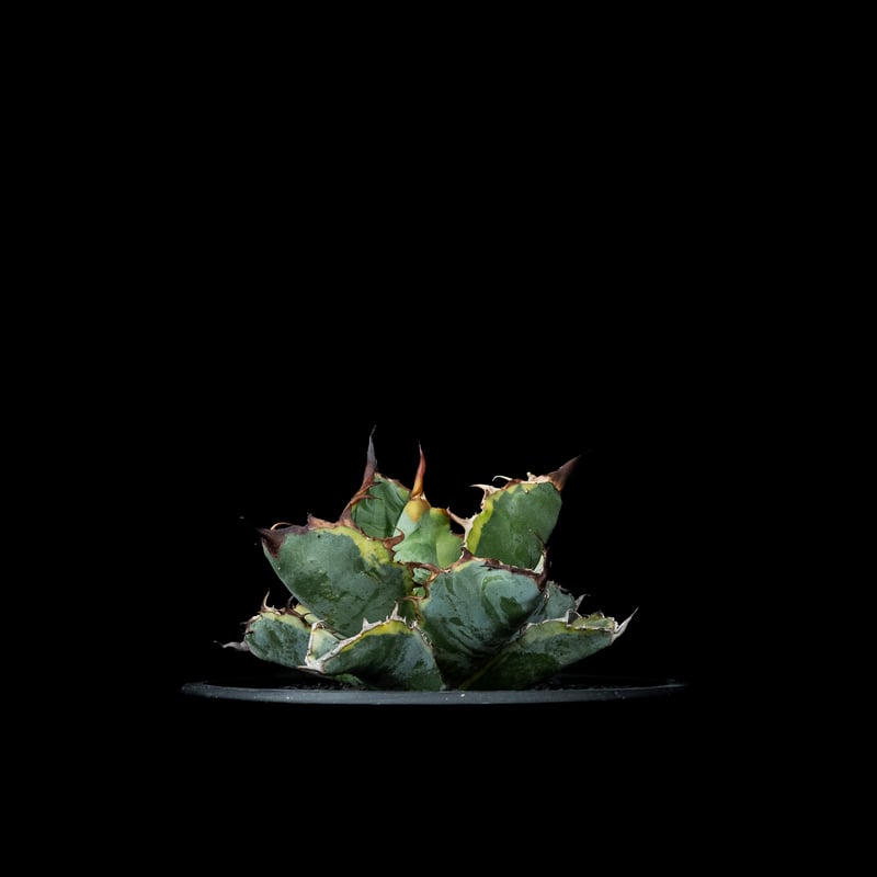 アガベ チタノタ ブルーダイヤモンド / Agave titanota 'Blue Diamo