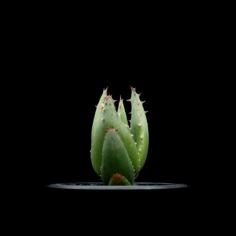 アロエ ペグレラエ / Aloe peglerae #2