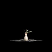 パキポディウム グラキリス / Pachypodium rosulatum var. gracilius #61