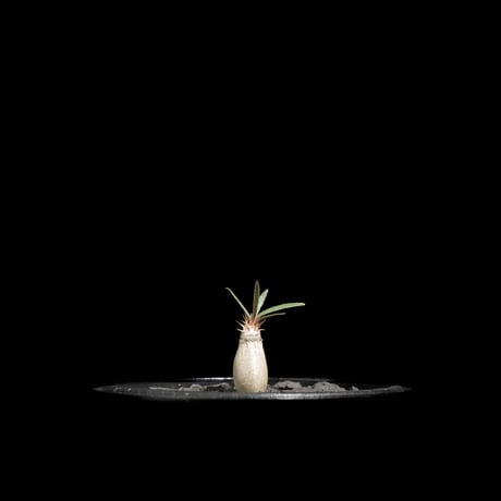 パキポディウム グラキリス / Pachypodium rosulatum var. gracilius #61