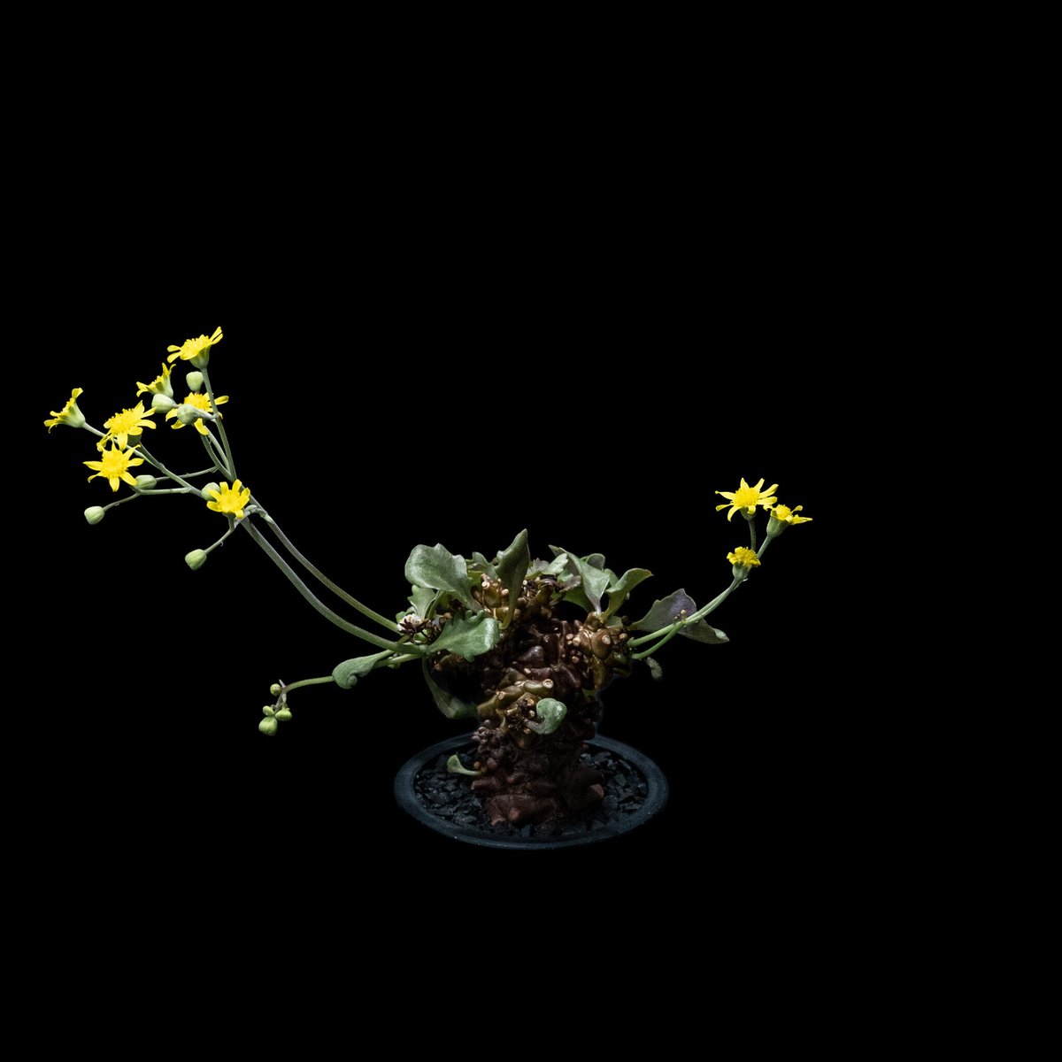 オトンナ ヘレー / Othonna herrei #1 | Ducks ( plants. )