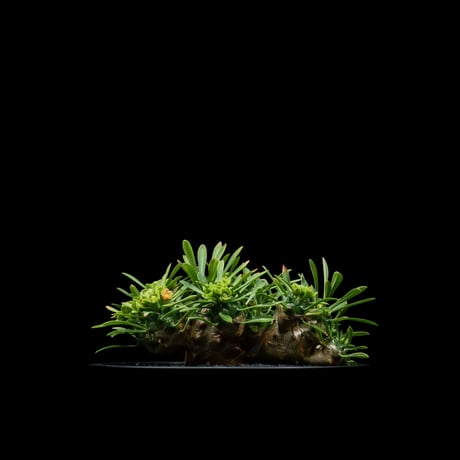 ユーフォルビア 峨眉山 / Euphorbia ‘Gabizan’ #9