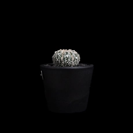 アストロフィツム アステリアス V-type / Astrophytum asterias 'V-type' #6