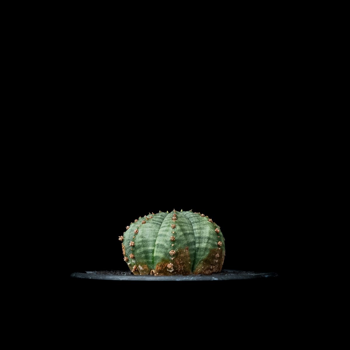 ユーフォルビア シンメトリカ (カキ仔) / Euphorbia obesa ssp. sym