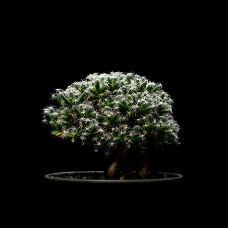 トリコディアデマ デンサム / Trichodiadema densum #2