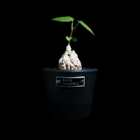 マテレア シクロフィラ / Matelea cyclophylla #6
