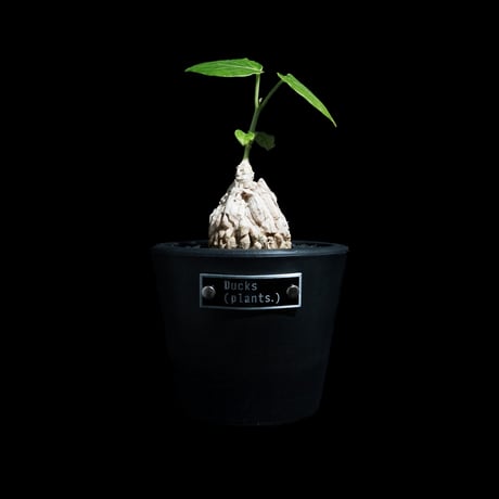 マダガスカル植物コーデックス こんにちは😃 本日より『BOTANICA』さんのにゅnew‼️POT‼️を販売致し