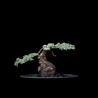 オペルクリカリア パキプス / Operculicarya pachypus #9 | Du