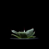 アガベ 王妃笹の雪 A型 白覆輪斑 ピンキー / Agave filifera var. co