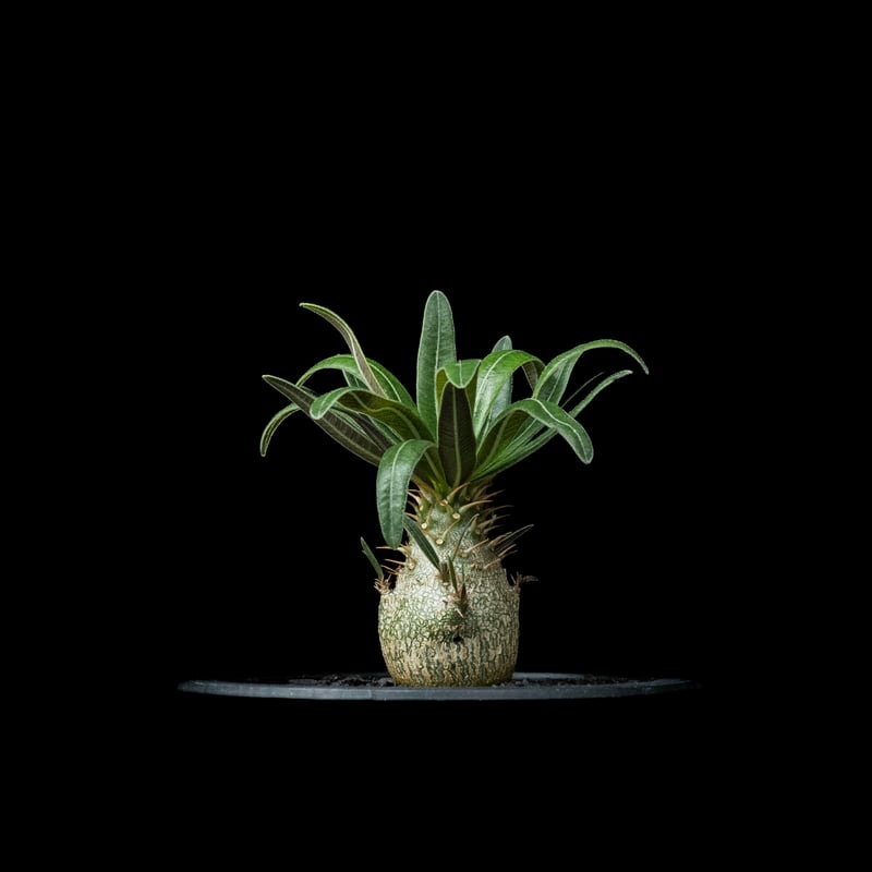 パキポディウム グラキリス / Pachypodium rosulatum var. grac