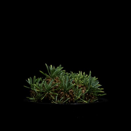 ユーフォルビア 峨眉山 / Euphorbia ‘Gabizan’ #10