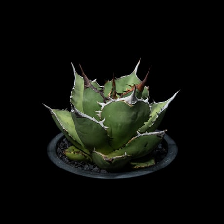 アガベ チタノタ 熊猫 / Agave titanota ‘Panda’ #1