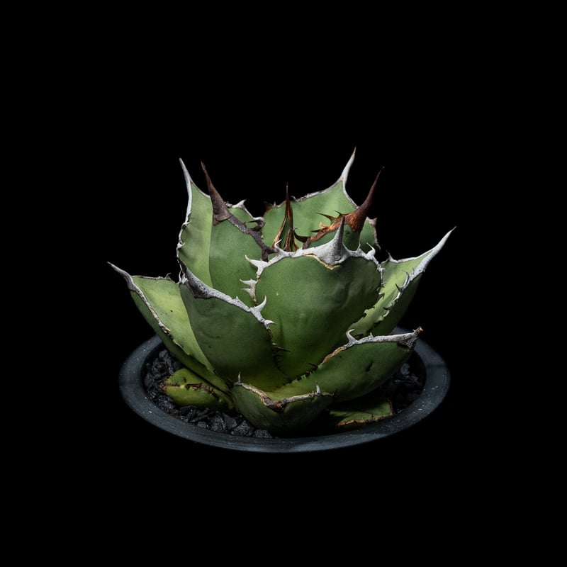 アガベ チタノタ 熊猫 / Agave titanota 'Panda' #1 | Ducks アガベ チタノタ 熊猫 / Agave titanota 'Panda' #1 | Ducks