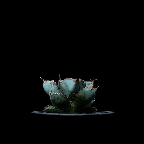 アガベ チタノタ ブラック&ブルー / Agave titanota ‘Black & Blue’ #7