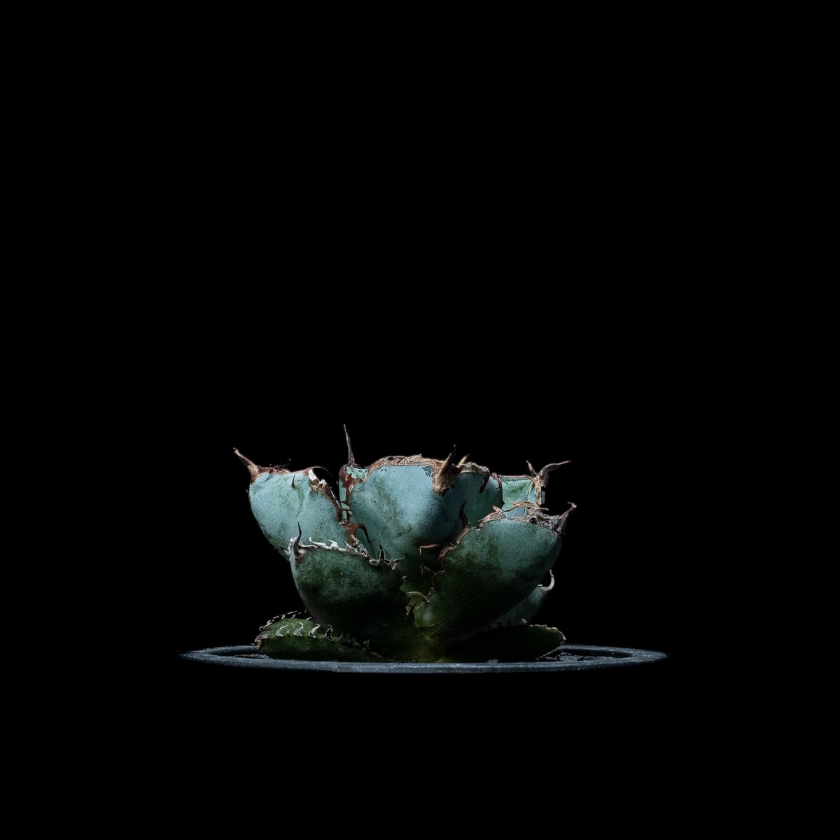 アガベ チタノタ ブラック&ブルー / Agave titanota 'Black & Blu