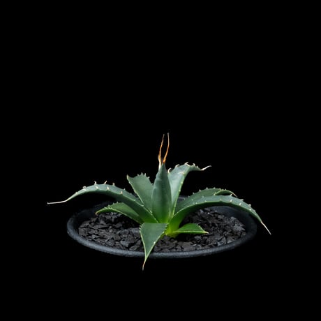 アガベ ユタエンシス エボリスピナ / Agave utahensis var. eborispina #3