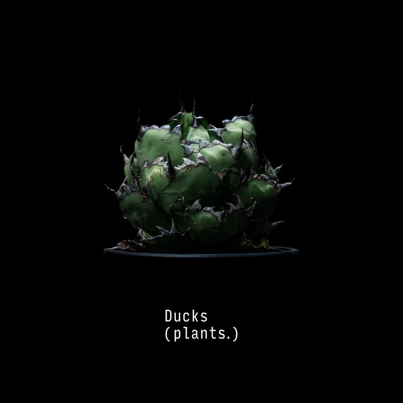 受注生産】アートコレクション/アガベ（A2ポスター） | Ducks ( plants. )