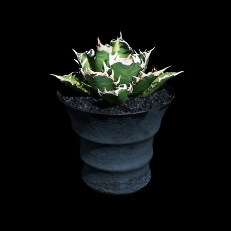 アガベ チタノタ レッド・キャットウィーズル  / Agave titanota ‘Red Catweazle’ #18