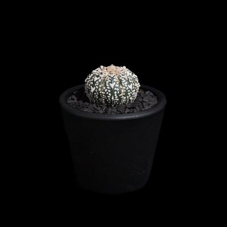 アストロフィツム アステリアス V-type / Astrophytum asterias 'V-type' #6
