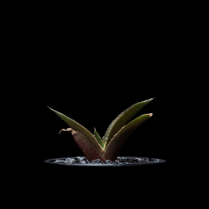 アガベ 黒豹　ブラックダイヤモンド アガベ チタノタ 黒豹・ダイヤモンド / Agave titanota 'Black