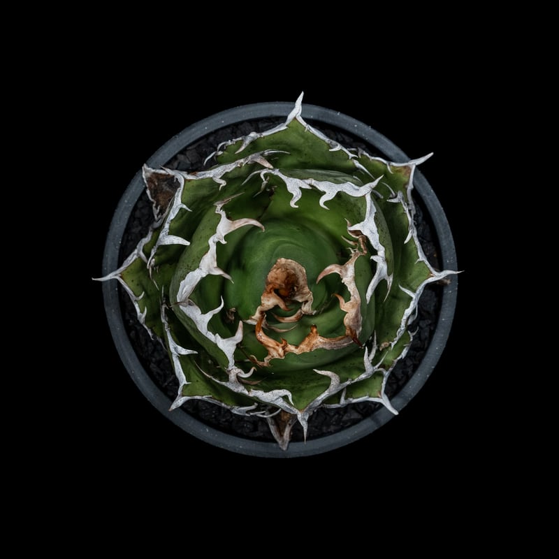 アガベ チタノタ 白鯨 / Agave titanota 'White Whale' #39