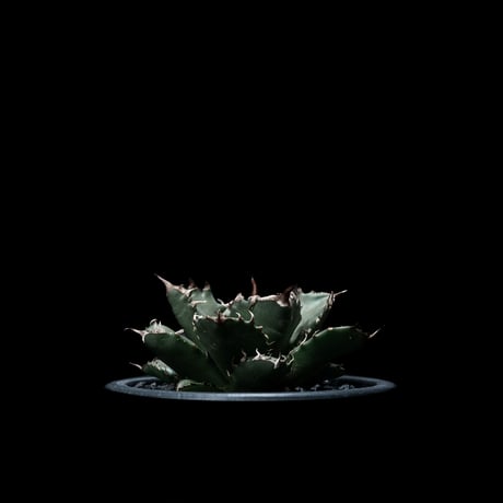 アガベ チタノタ 姫厳竜 / Agave titanota ‘Dwarf’ #13