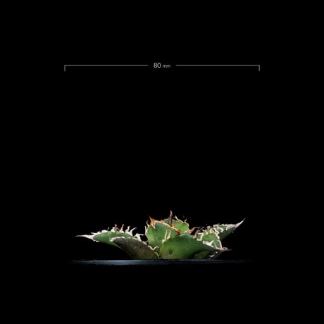 アガベ チタノタ シーザー / Agave titanota ‘Caesar’ #44