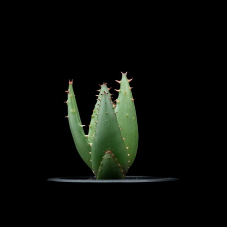 アロエ ペグレラエ / Aloe peglerae #3