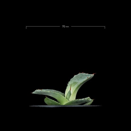 アガベ パリー トルンカータ / Agave parryi var. truncata #3