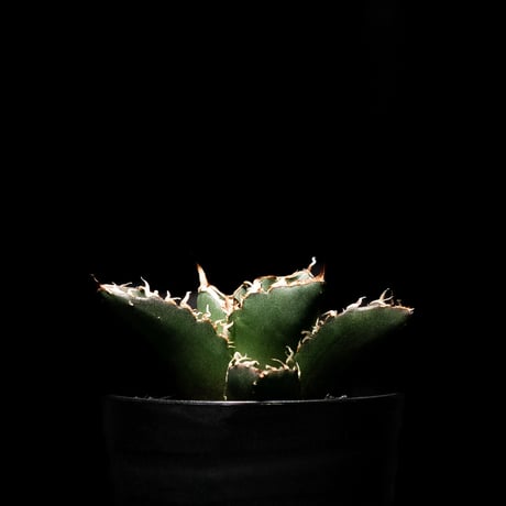 アガベ チタノタ 白鯨 / Agave titanota ‘White Whale’ #2