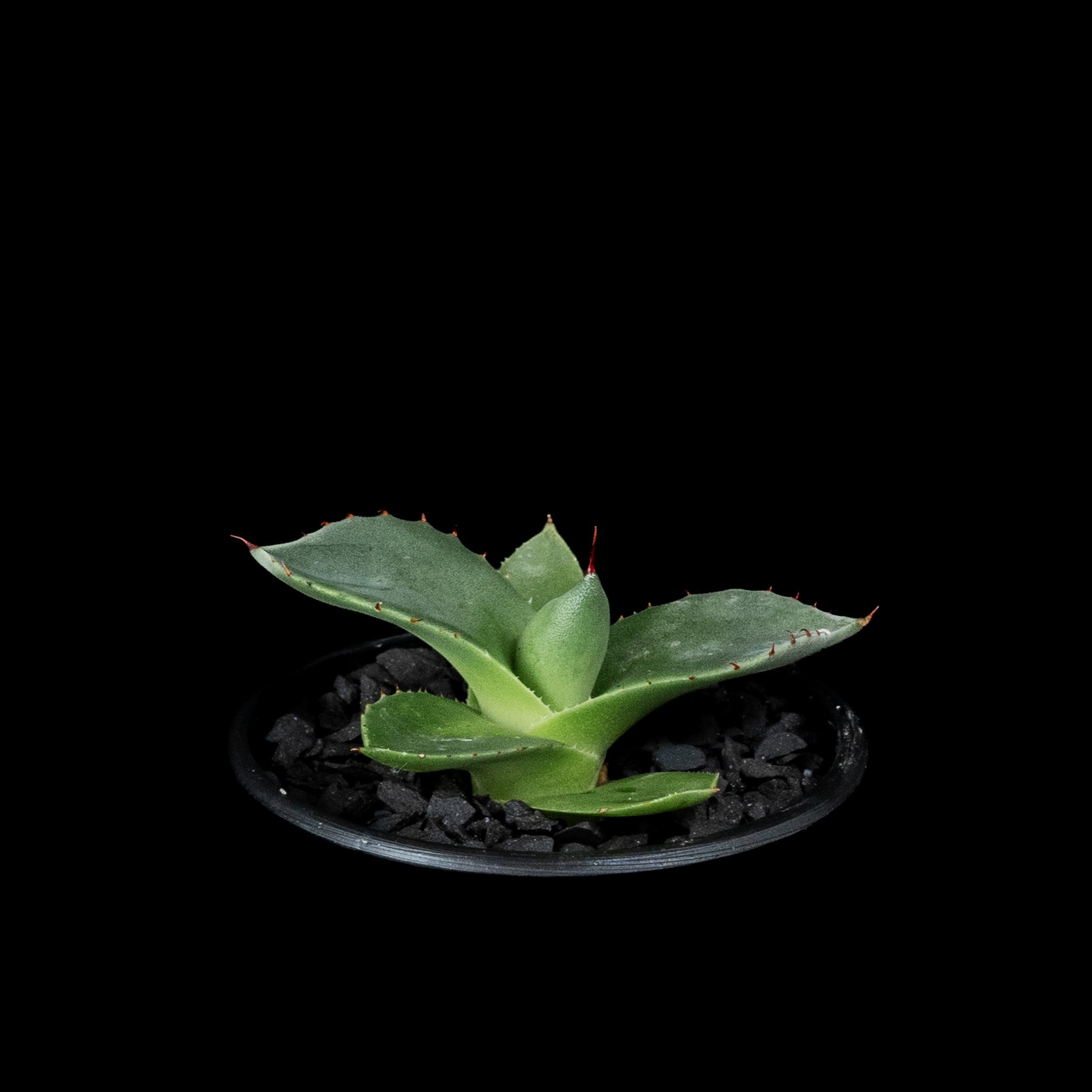 アガベ パリー トルンカータ / Agave parryi var. truncata #2