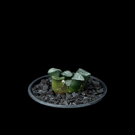 ハオルチア マウガニー / Haworthia maughanii #1