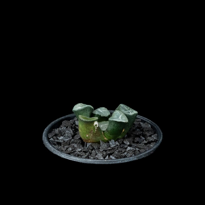 ハオルチア マウガニー / Haworthia maughanii #1 | Ducks (