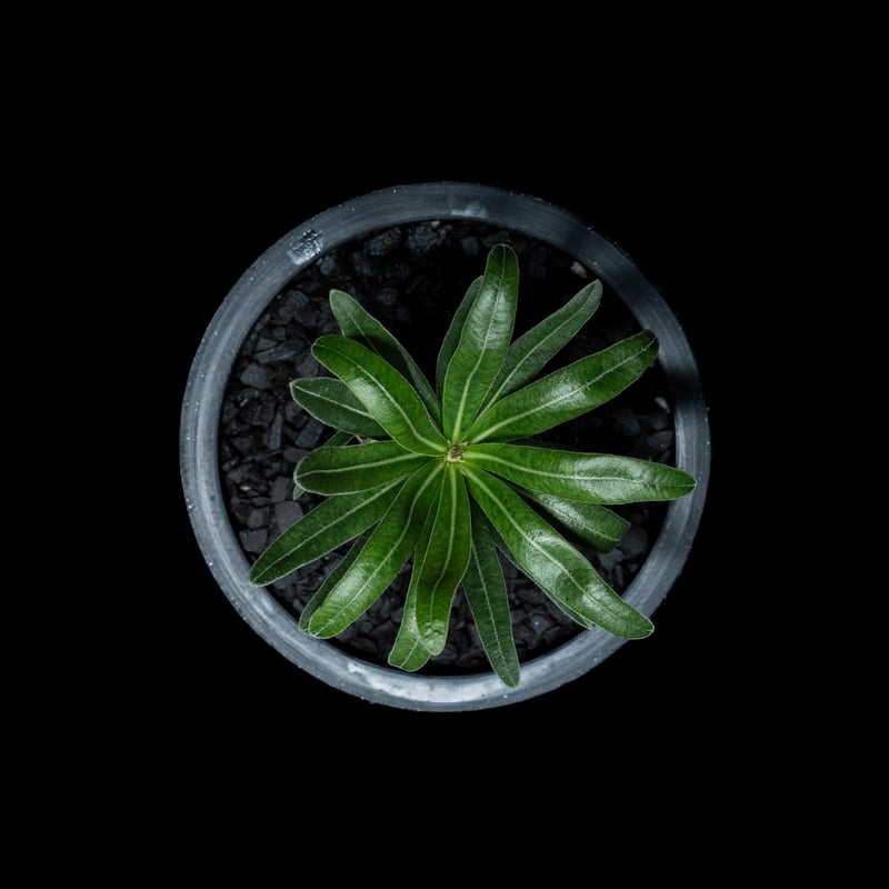 パキポディウム グラキリス / Pachypodium rosulatum var. grac