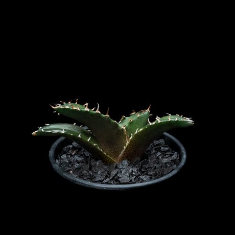アガベ チタノタ 白鯨 / Agave titanota ‘White Whale’ #55