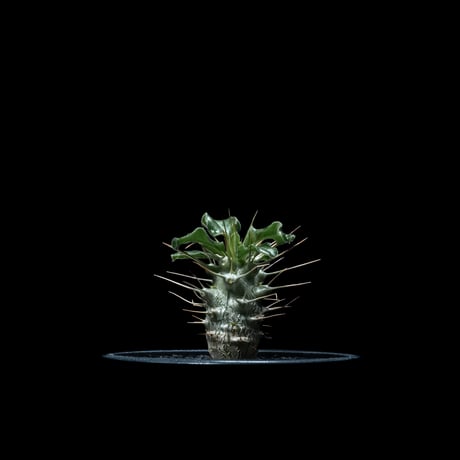 パキポディウム サウンデルシー / Pachypodium saundersii #2