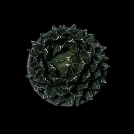 アガベ 笹の雪 / Agave victoriae-reginae