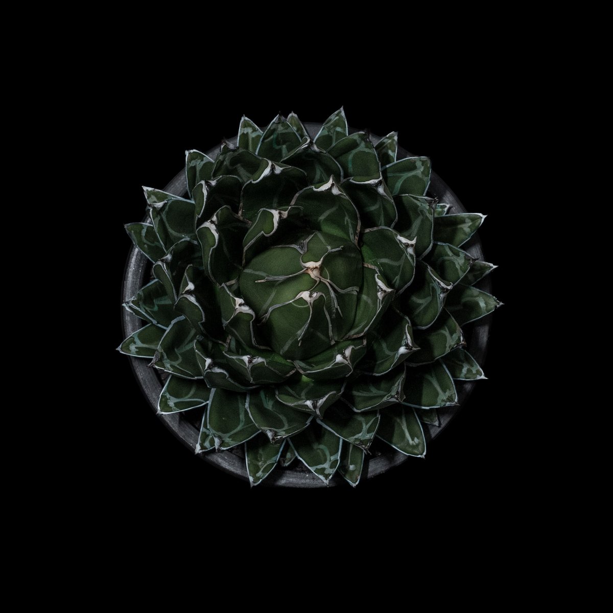 アガベ 笹の雪 / Agave victoriae-reginae | Ducks ( pla