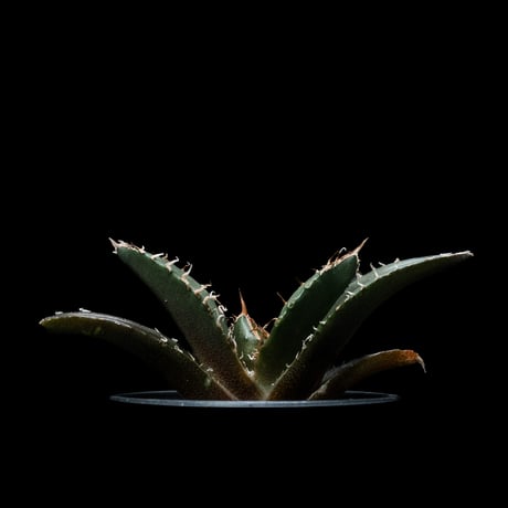 アガベ チタノタ 白鯨 / Agave titanota ‘White Whale’ #53