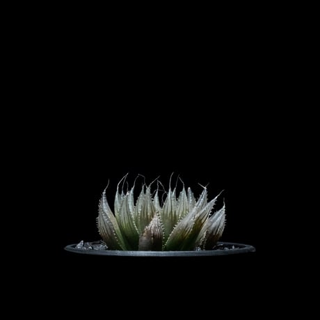 ハオルチア ムラサメ / Haworthia ‘Murasame’