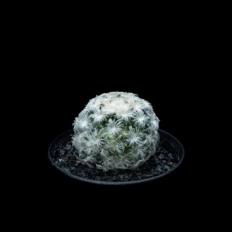 マミラリア 白星 / Mammillaria plumosa