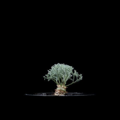 モンソニア ペニクリナム / Monsonia peniculina #16