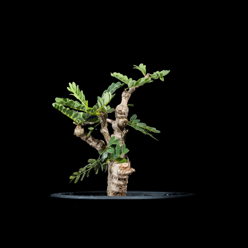 センナ・メリディオナリス④　灌木 センナ メリディオナリス 【市場価値も高騰中！！盆栽のような雰囲気を