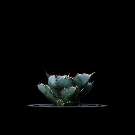 アガベ チタノタ ブラック&ブルー / Agave titanota ‘Black & Blue’ #7