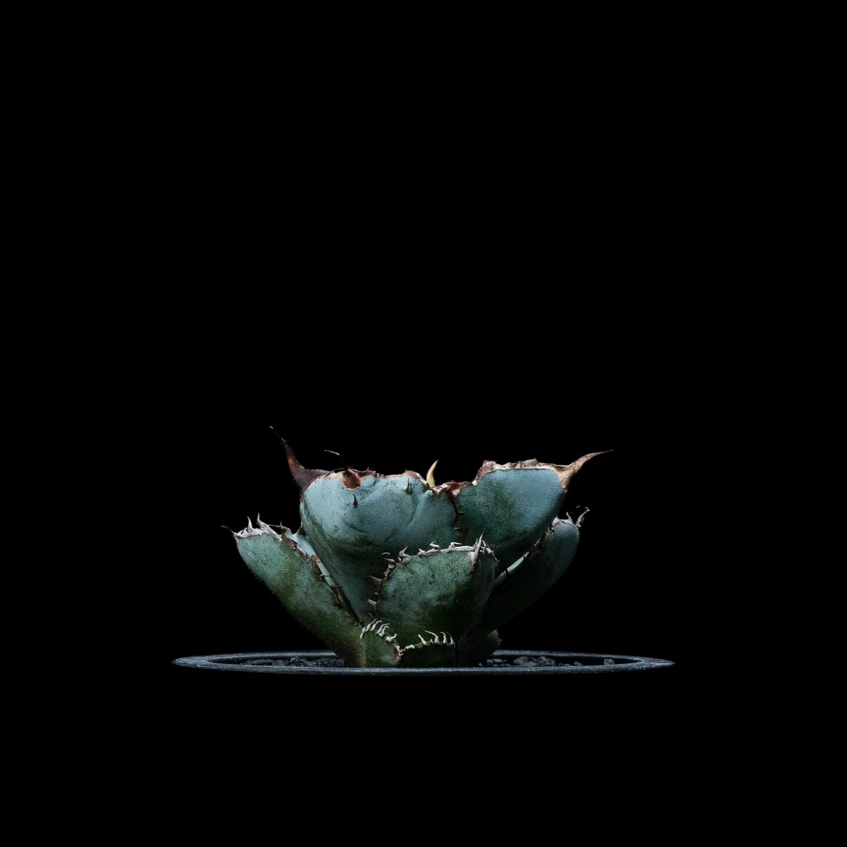 アガベ チタノタ ブラック&ブルー / Agave titanota 'Black & Blu