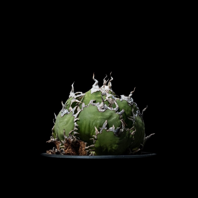 -Collection-アガベ フィリグリーボール 圓葉拇指 アガベ チタノタ フィリグリー (圓葉拇指) / Agave titanota 'Filigr