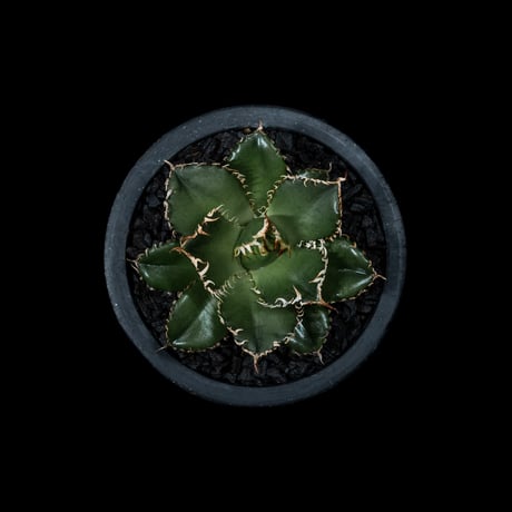 アガベ チタノタ フィリグリー (圓葉拇指) / Agave titanota ‘Filigree’ #1