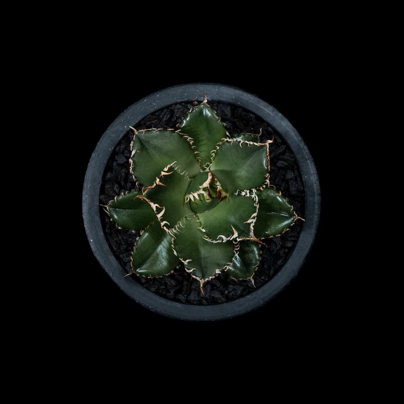アガベ チタノタ フィリグリー (圓葉拇指) / Agave titanota アガベ チタノタ フィリグリー (圓葉拇指) / Agave titanota