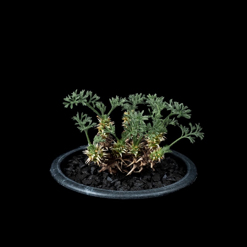 ペラルゴニウム ヒストリクス ペラルゴニウム ヒストリクス / Pelargonium hystrix #2 | Ducks